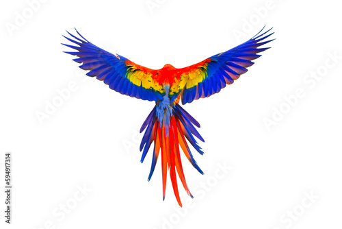 Colorful feathers on the back of macaw parrot isolated on transparent background png file 
