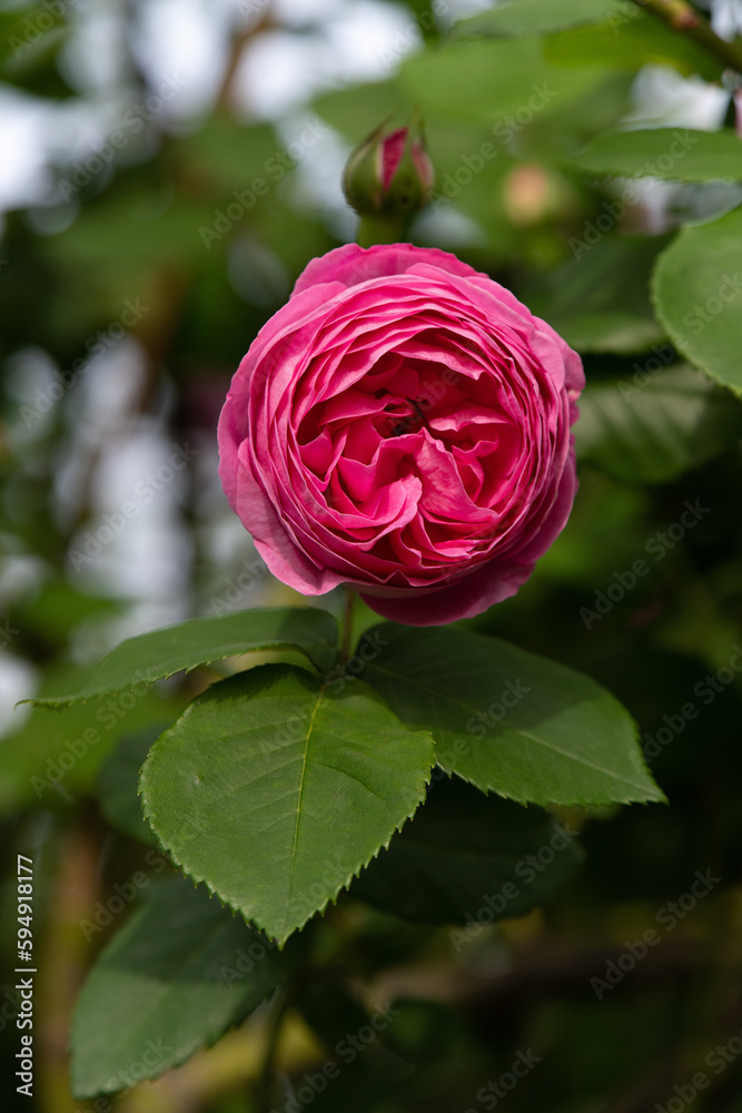 Fototapeta premium 薔薇