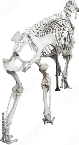 Isolated PNG cutout of a rhinoceros skeleton on a transparent background, ideal for photobashing, matte-painting, concept art