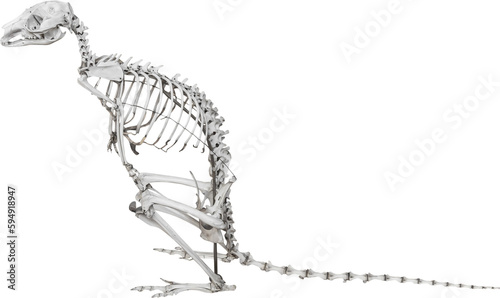 Isolated PNG cutout of a kangaroo cub skeleton on a transparent background, ideal for photobashing, matte-painting, concept art