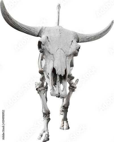 Isolated PNG cutout of a yak skeleton on a transparent background, ideal for photobashing, matte-painting, concept art