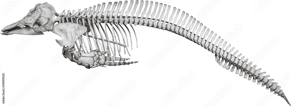 Isolated PNG cutout of a whale skeleton on a transparent