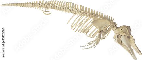 Isolated PNG cutout of a dolphin skeleton on a transparent background, ideal for photobashing, matte-painting, concept art