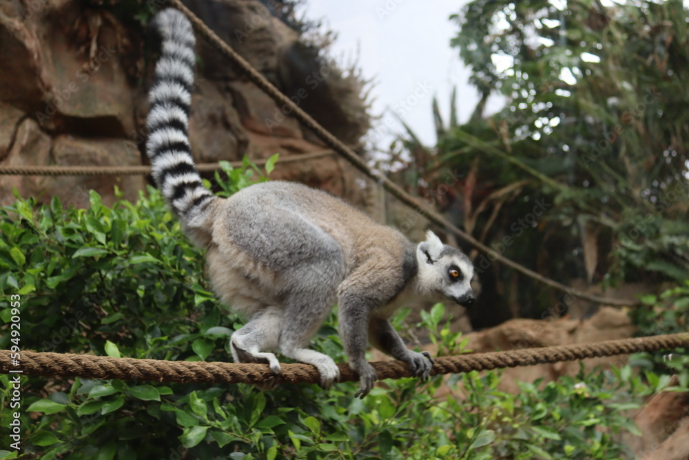 Fototapeta premium Ring-tailed lemur, Lemur catta, sitting on a rope