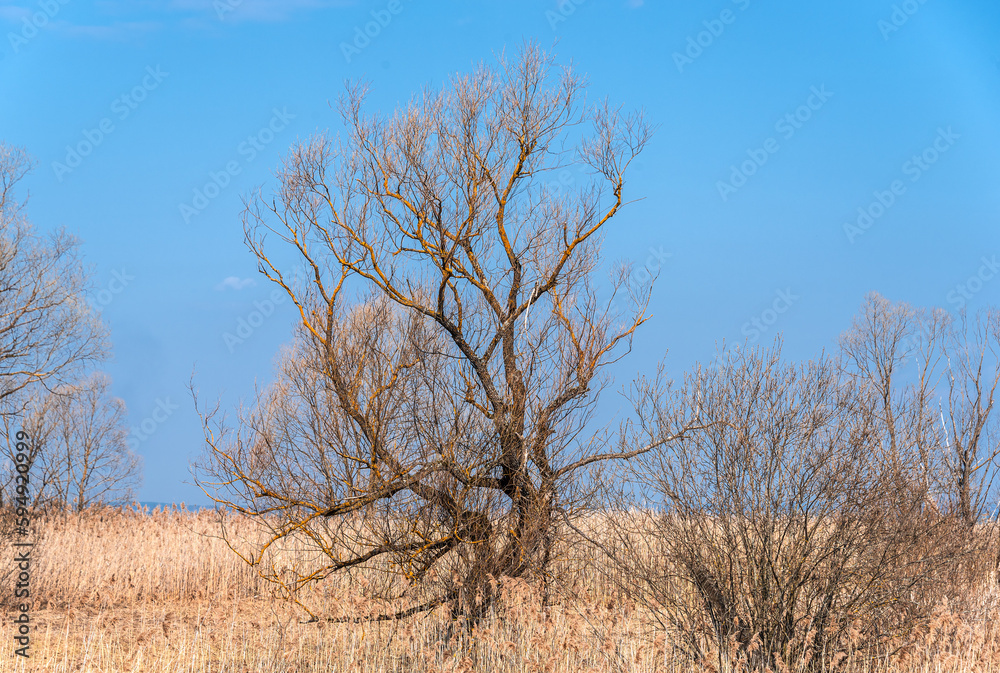 A tree without leaves in spring among last year's dried grass against a blue sky. A tree without leaves in spring among last year's dried grass against a blue sky.