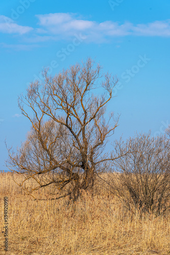 A tree without leaves in spring among last year's dried grass against a blue sky.