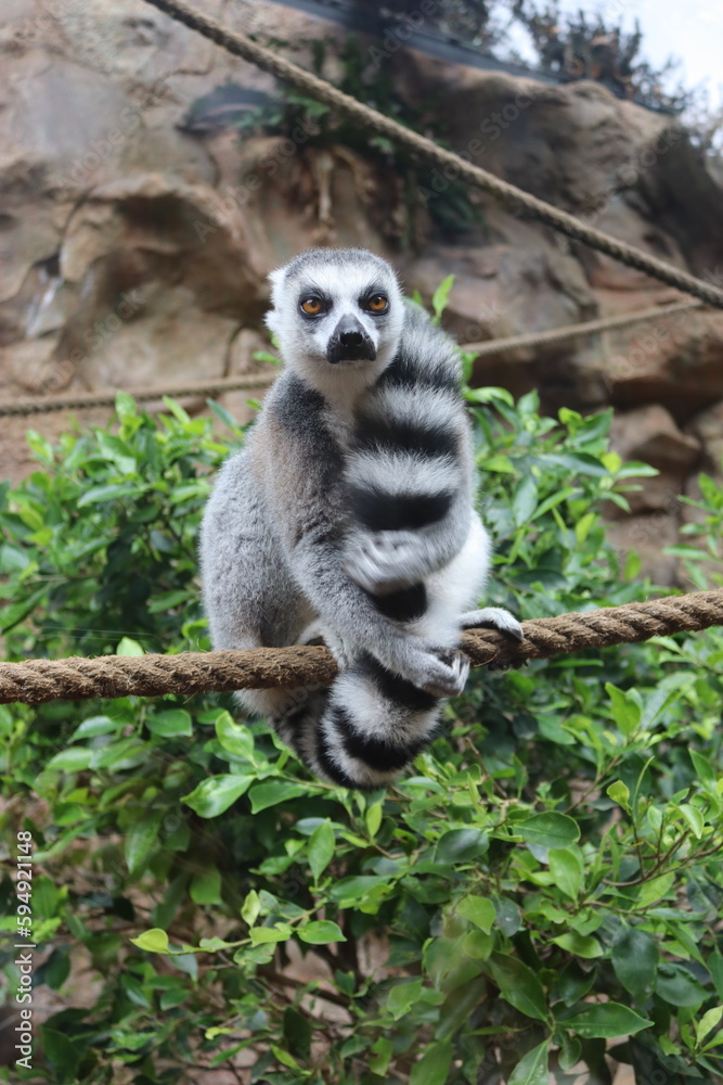 Obraz premium Ring-tailed lemur, Lemur catta, sitting on a rope
