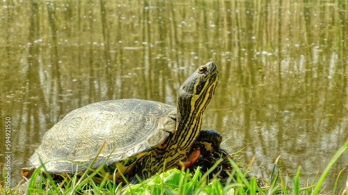 Żółw wodno-lądowy wyleguje się w słoneczny dzień na brzegu zbiornika wodnego w parku miejskim
