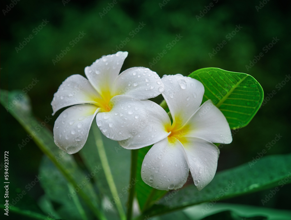 purity of white Plumeria or Frangipani flowers. spa flower blossom of tropical tree Spring landscape of Plumeria flower Bright colorful flowers with Beautiful sunlight in the morning. Selected focus purity of white Plumeria or Frangipani flowers. spa flower blossom of tropical tree Spring landscape of Plumeria flower Bright colorful flowers with Beautiful sunlight in the morning. Selected focus