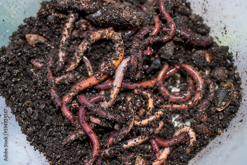 Earthworms for catching fish lie in a pile of manure