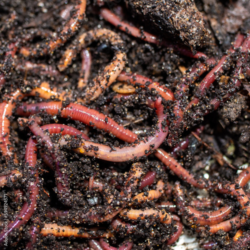 Earthworms for catching fish lie in a pile of manure