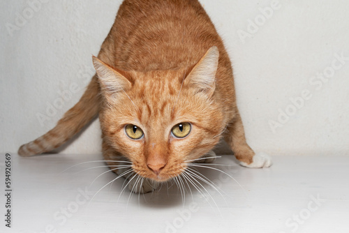 Obraz na płótnie Beautiful red cat with white paws and a white chest and expressive orange eyes. The red cat is looking at you. Grey background. Close-up. w salonie