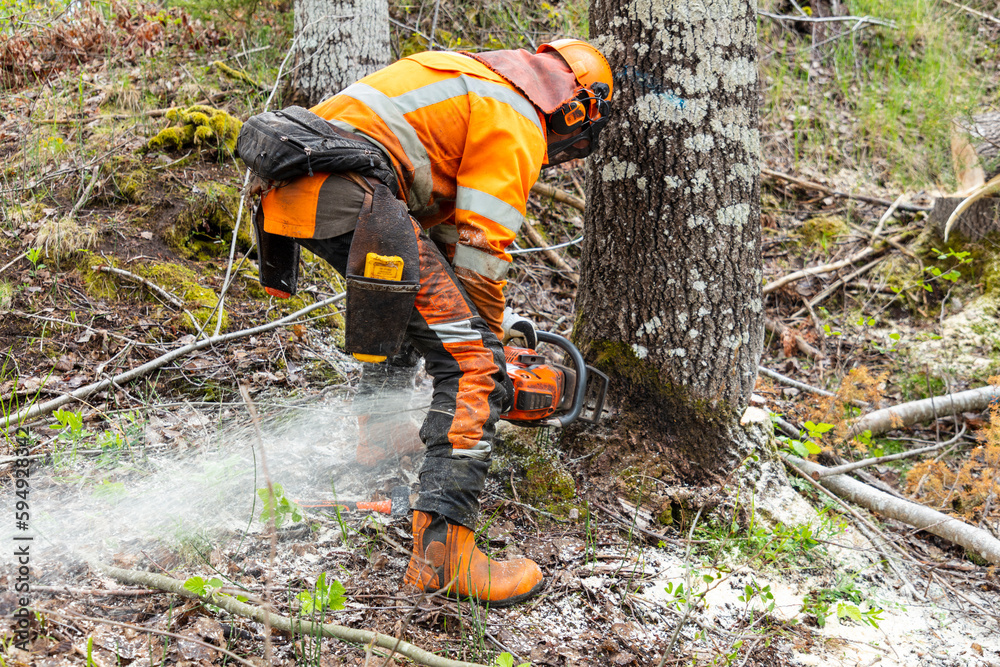 Lumberjack cutting tree trunk with chainsaw Lumberjack cutting tree trunk with chainsaw