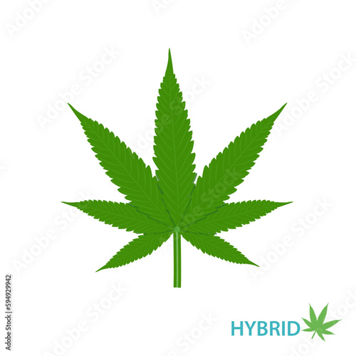 Cannabis Hybrid strain vector set isolated on white background. Hybrid strains of hemp, ganja, marijuana, hash, hemp. Botanical concept illustration.