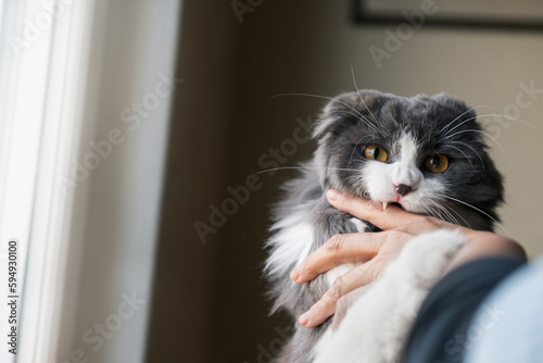 Long-haired cat biting its owner's hand photo