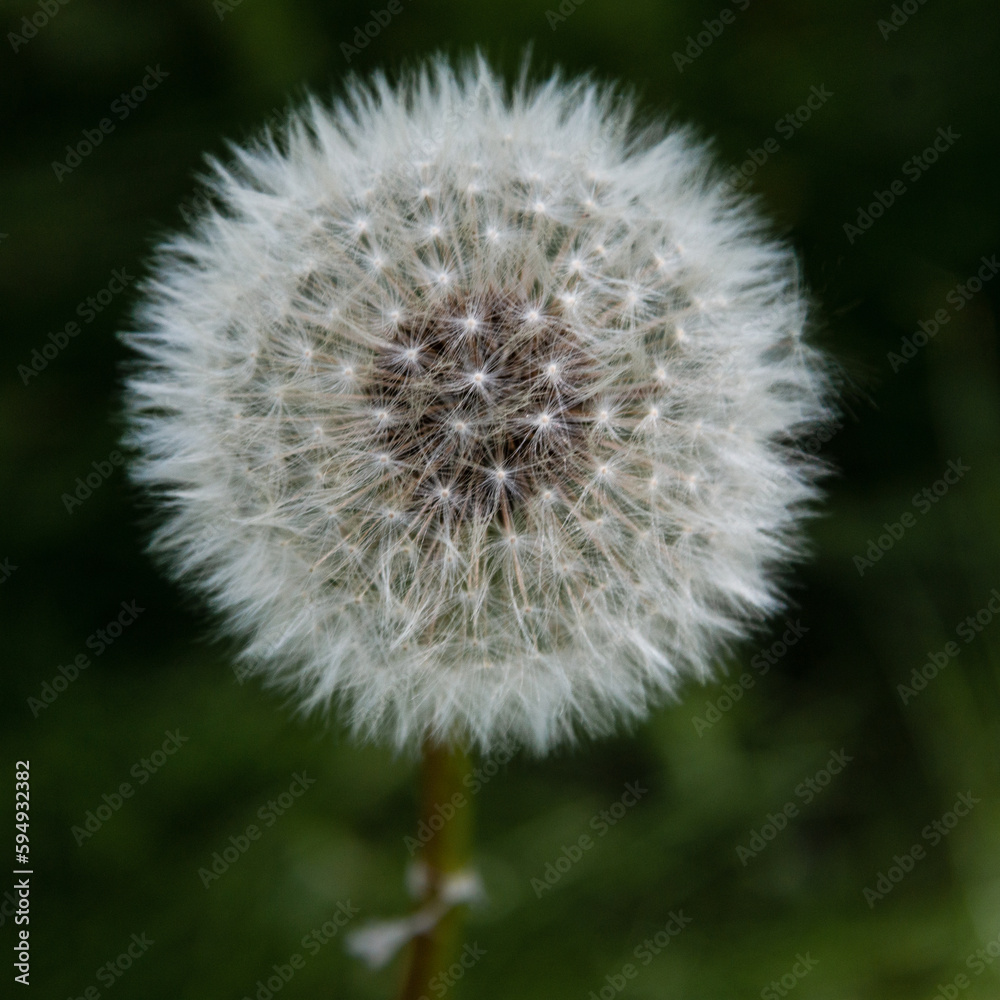 Fluffy white dandelion seed head on a green blurred background. Soft focus. Close-up. Fluffy white dandelion seed head on a green blurred background. Soft focus. Close-up.
