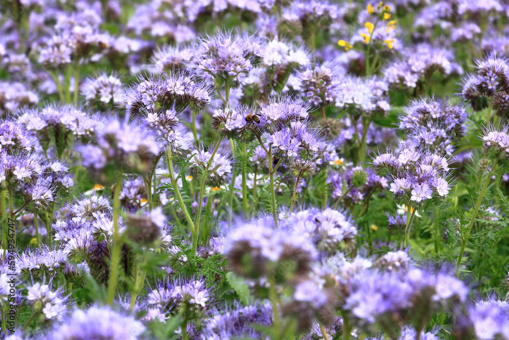 Violet blooming Phacelia flowers field Violet blooming Phacelia flowers field
