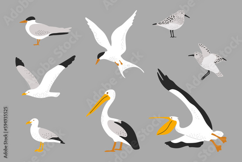 Hand drawn seabirds illustrations set