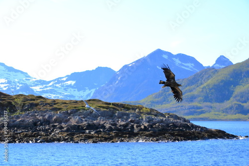 Close-up of a sea eagle in full flight: Lofoten, Norway