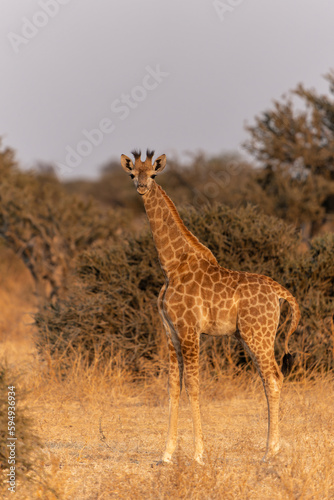 Giraffe . South African giraffe or Cape giraffe (Giraffa giraffa or camelopardalis giraffa) hanging around in Mashatu Game Reserve in the Tuli Block in Botswana