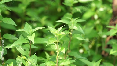 Pouzolzia zeylanica (Goetharthia, Hyrtanandra, Leucococcus, Margarocarpus) plant. Pouzolzia zeylanica plant can be used as fresh or dried plant, decoction drunk to treat cough, sore throat etc photo