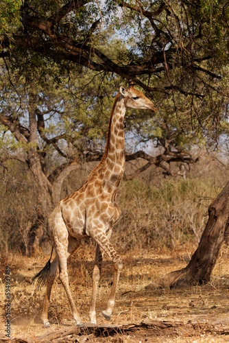 Giraffe . South African giraffe or Cape giraffe  Giraffa giraffa or camelopardalis giraffa  hanging around in Mashatu Game Reserve in the Tuli Block in Botswana