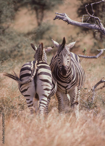 Burchell's Zebra in Kruger National Park