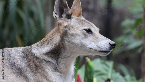 Close Up Footage of a Dingo Dog Yawning photo