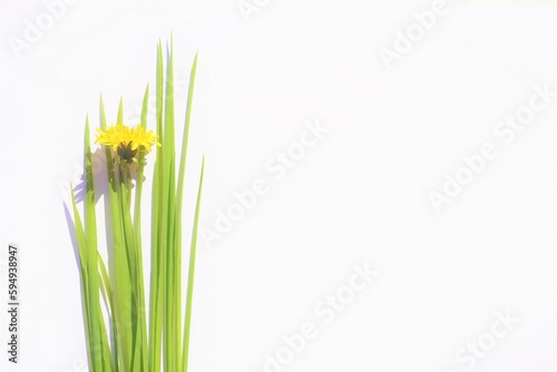 Fresh green grass and yellow flower on sunny white table. Top view. Copy space