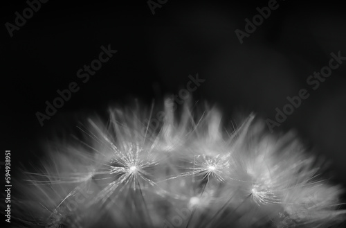  Dandelion close-up in black and white