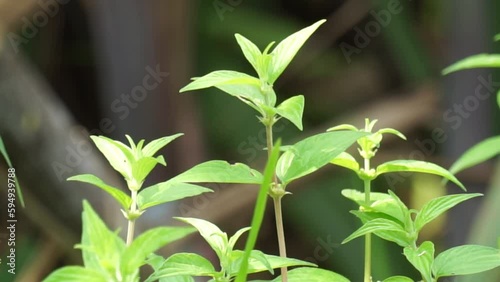 Pouzolzia zeylanica (Goetharthia, Hyrtanandra, Leucococcus, Margarocarpus) plant. Pouzolzia zeylanica plant can be used as fresh or dried plant, decoction drunk to treat cough, sore throat etc photo