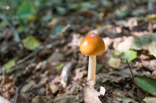 small orange mushroom..
