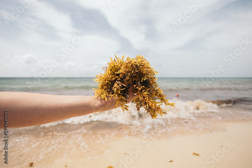 Seaweed grass, sargassum in hand on ocean background, ecological problem
