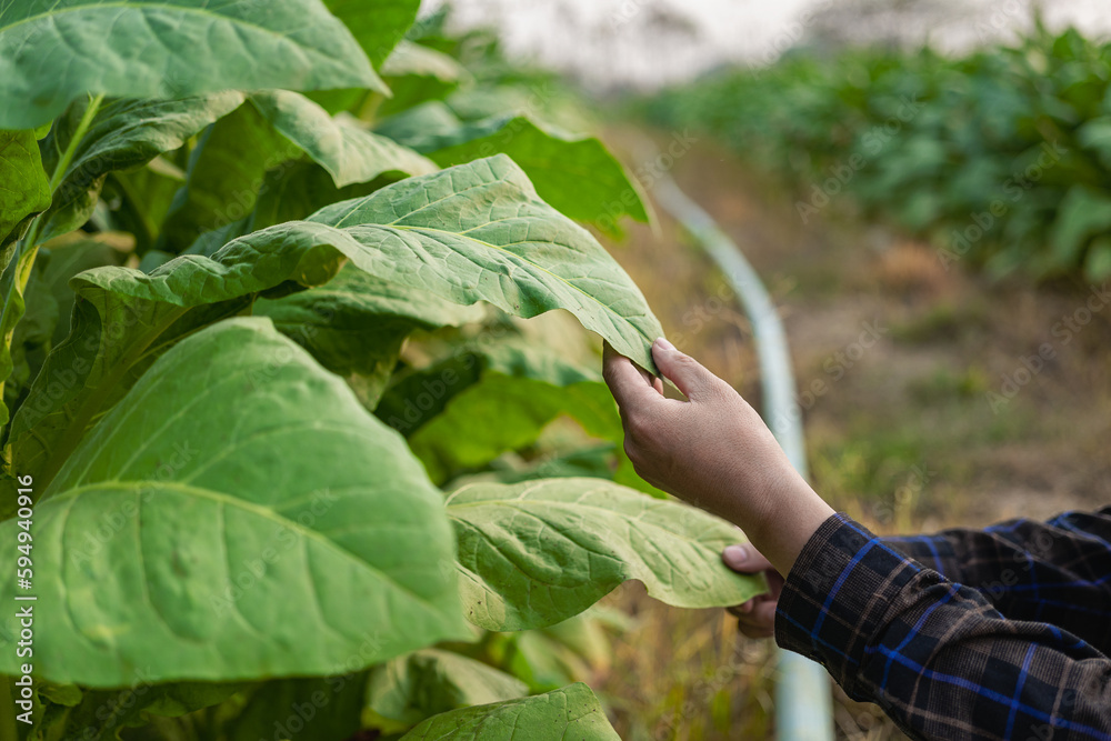 Farmers working in tobacco fields Man investigating the management, planning, or analysis and research of tobacco plants after planting for agriculture. Farmers working in tobacco fields Man investigating the management, planning, or analysis and research of tobacco plants after planting for agriculture.