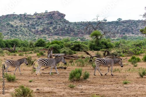 Zebra.  Plains zebra  Equus quagga  formerly Equus burchellii   also known as the common zebra walking around in Mashatu Game Reserve in the Tuli Block in Botswana