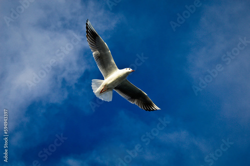 White seagulls flying freely in their habitat and blue sky