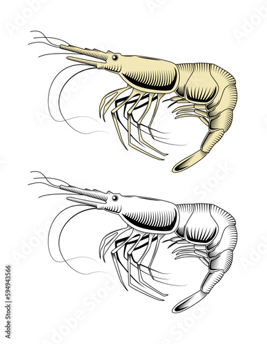 Vector hand drawn black and white drawing of a rivete with hatching.