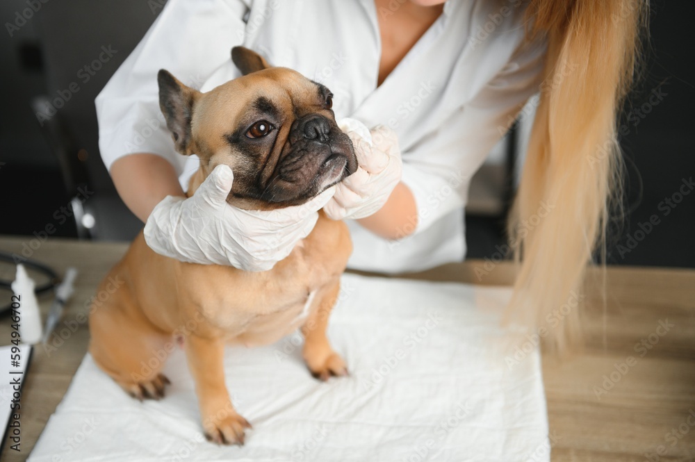 cheerful young veterinary taking care and examining a beautiful pet dog french bulldog cheerful young veterinary taking care and examining a beautiful pet dog french bulldog