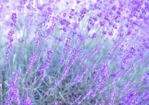Selective and soft focus on lavender flower  beautiful lavender flower in summer
