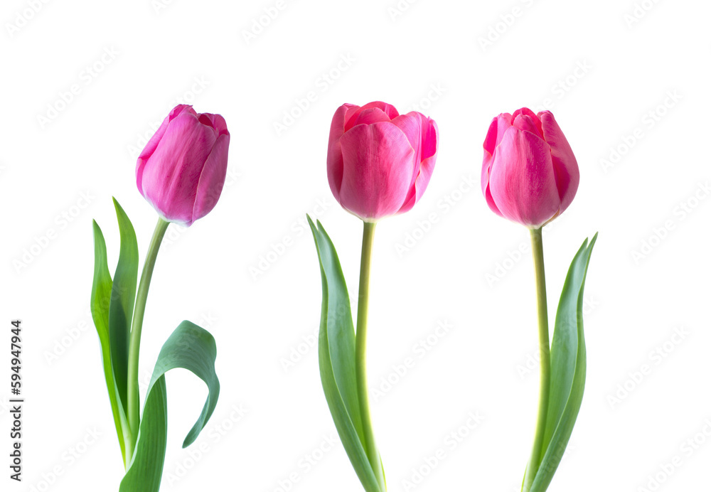 Pink tulip flower isolated on white background Pink tulip flower isolated on white background