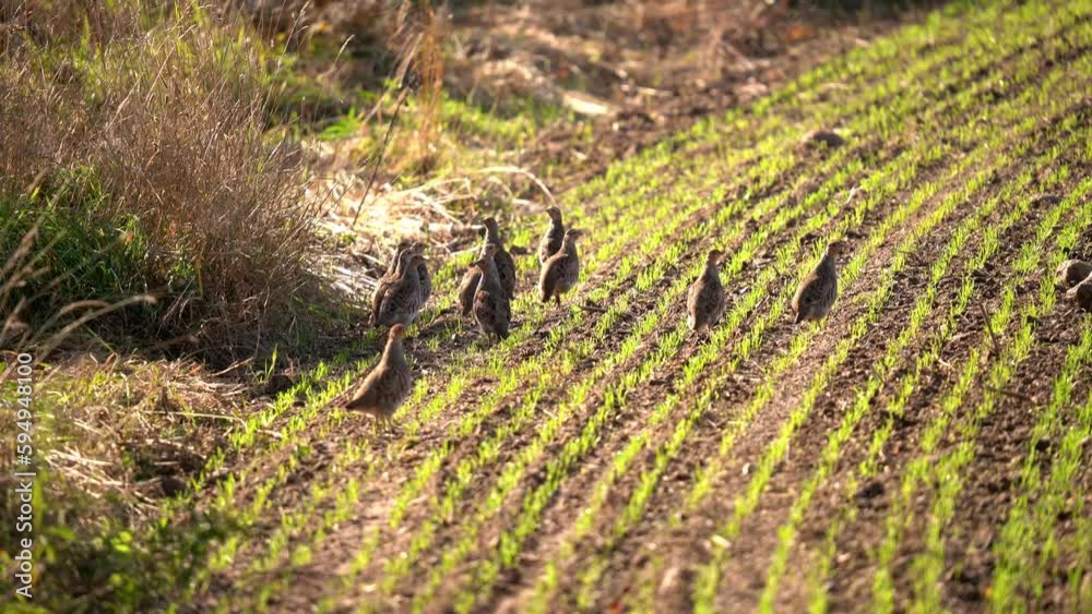 A flock of partridges runs along the edge of a spring field. A flock of partridges runs along the edge of a spring field.
