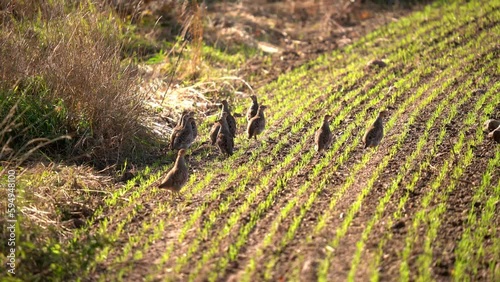 A flock of partridges runs along the edge of a spring field.