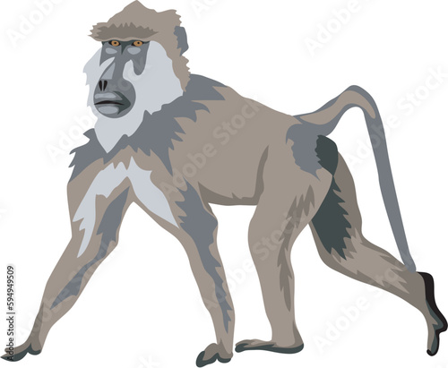 Baboon - vector illustration
