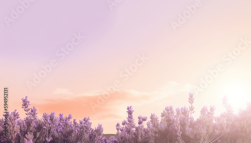 Foreground with lavender plants at sunrise and sky in the background