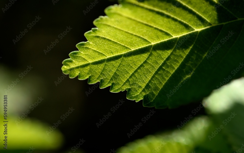 Green leave in the spring and dark background Green leave in the spring and dark background