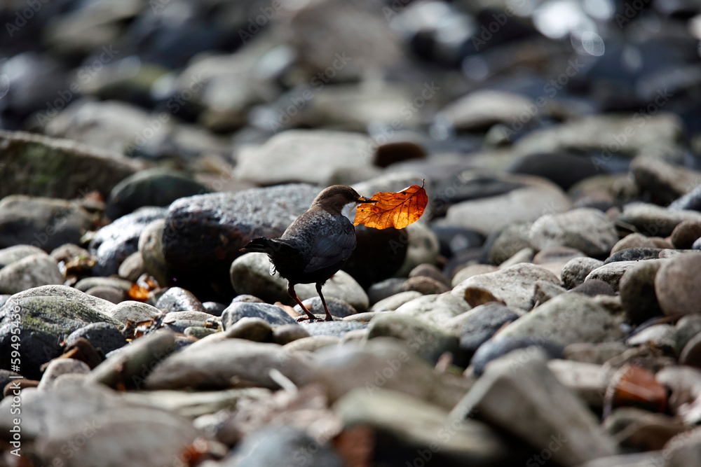 Eurasian dippers on the river