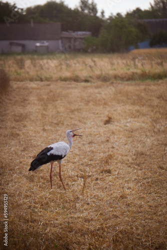 white stork on the field