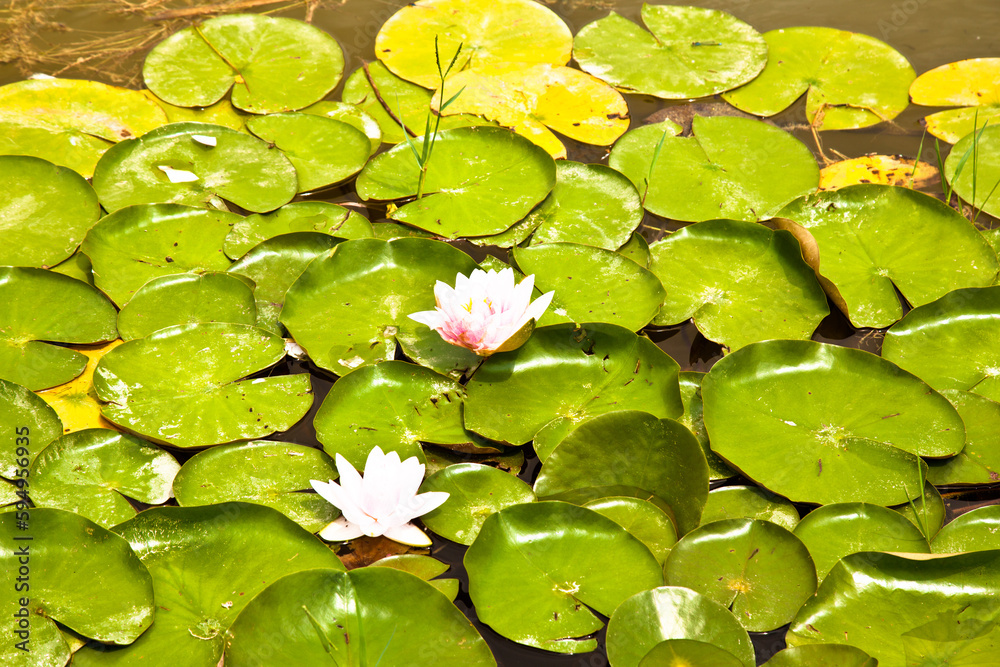 Water lily, an exotic plant that grows on the shores of lakes and whose leaves float above the water Water lily, an exotic plant that grows on the shores of lakes and whose leaves float above the water