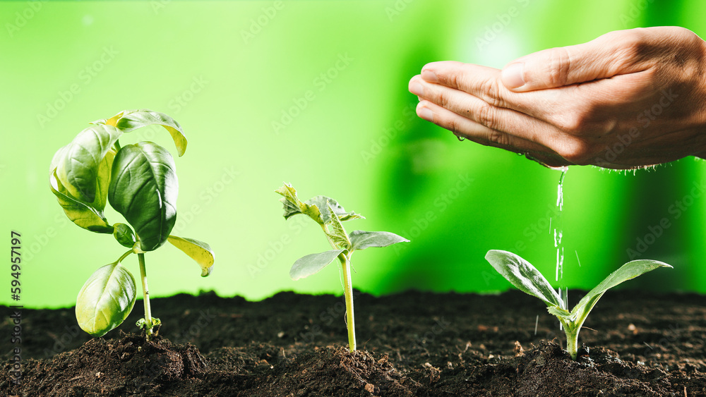 Farmer Hand Water Green Sprout Farmer Hand Water Green Sprout