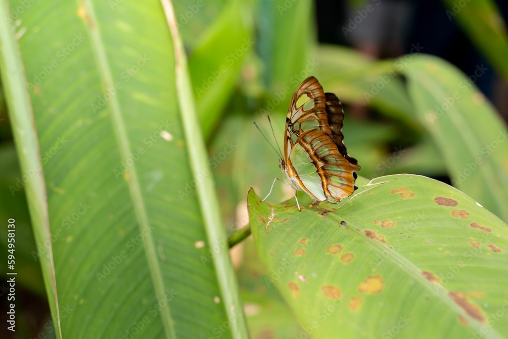 Malachite butterfly (Siproeta stelenes) resting on a green leaf